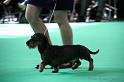 Crufts2011_2 861